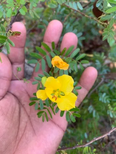 Puerto Rico Sensitive Pea