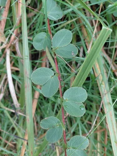 Roundleaf Sensitive Pea — photo by damo999
