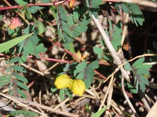 Wright's Sensitive Pea (var. wrightii) — photo by Otto Seydel