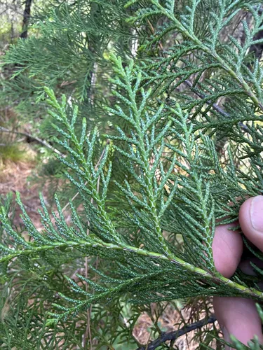 Port Orford Cedar