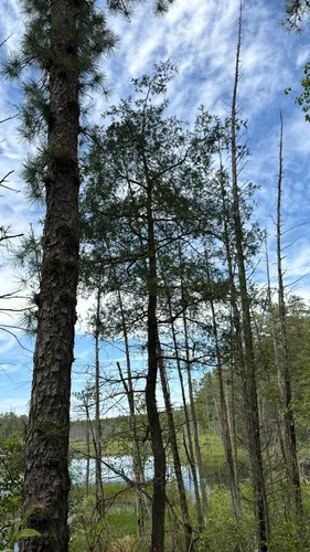 Atlantic White Cedar