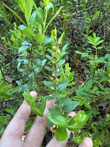 Leatherleaf — photo by mcs45