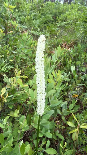 Fairywand — photo by Tim Martin