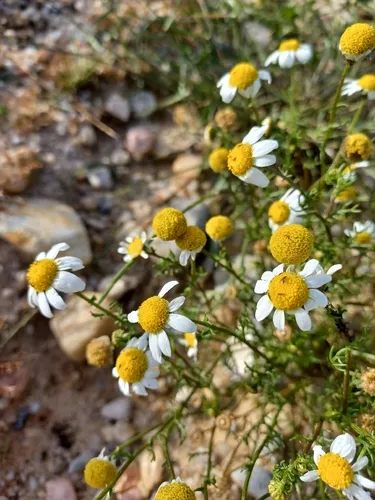 Chamomile