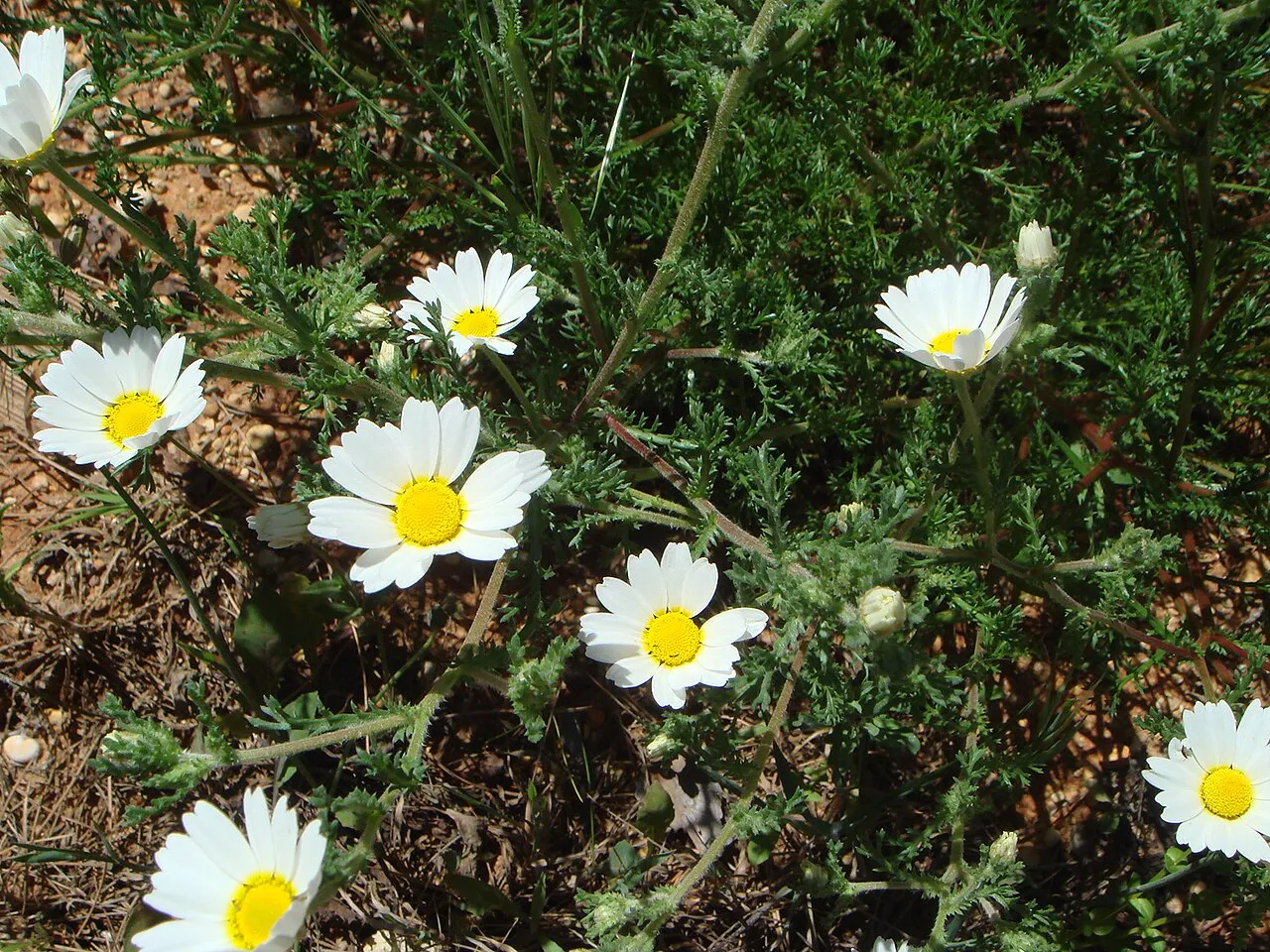 Weedy Dogfennel — photo by User:Xemenendura