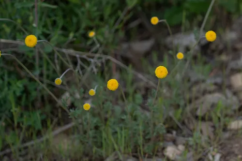 Roman Chamomile