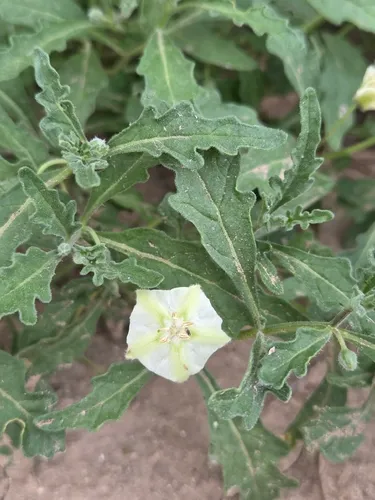 Edwards Plateau Five Eyes