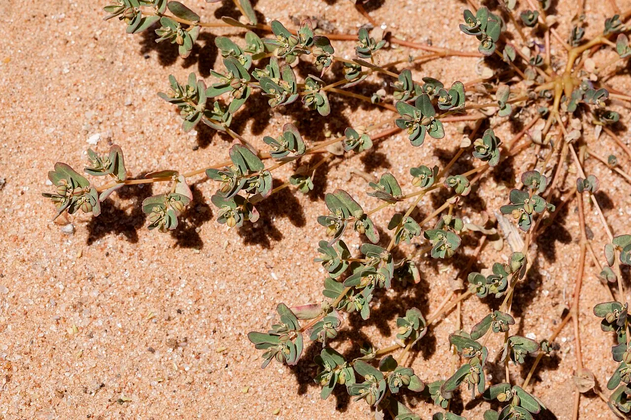 Ribseed Sandmat — photo by Patrick Alexander from Las Cruces, NM