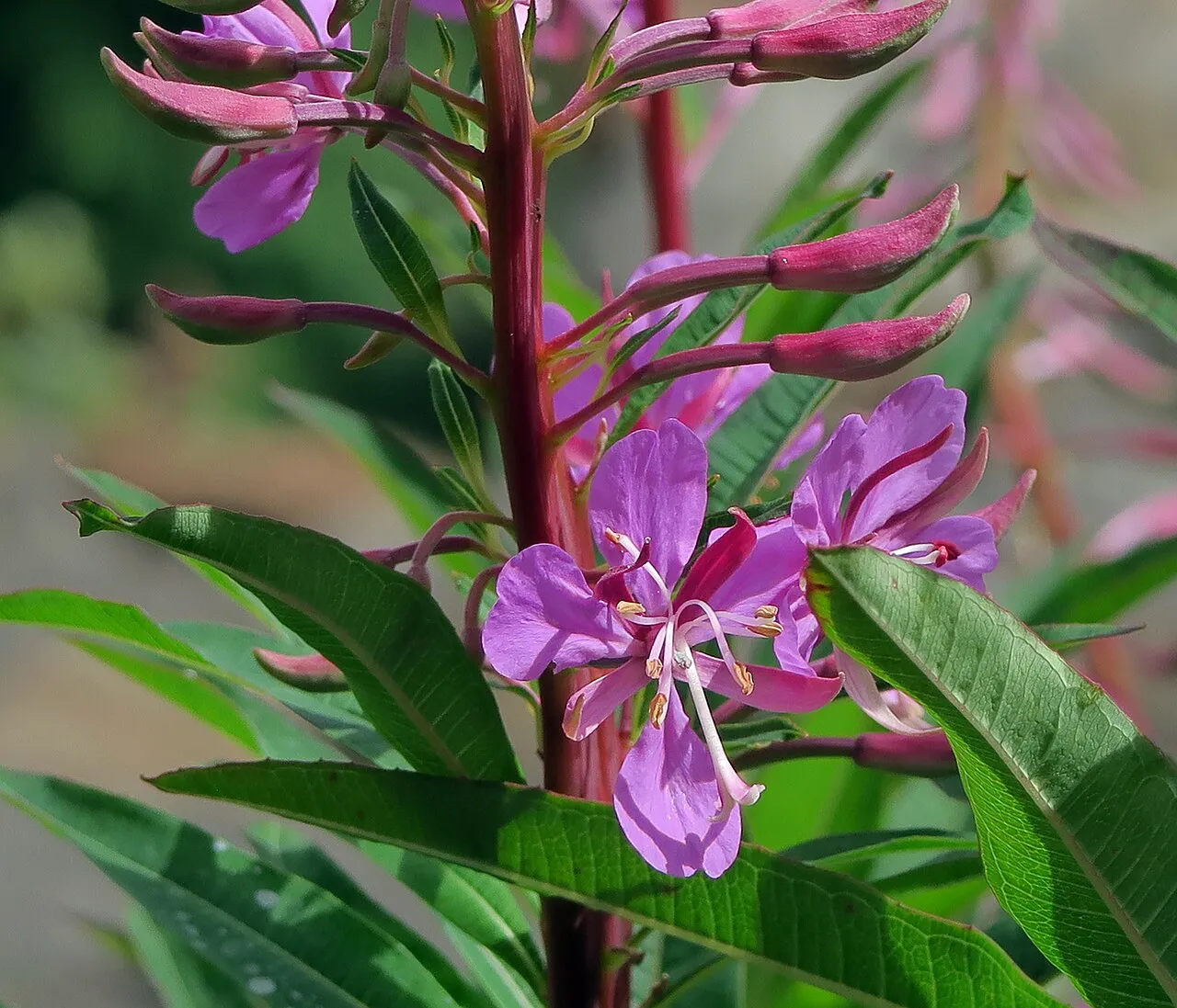 Fireweed (subsp. circumvagum) — photo by John Rusk from Berkeley, CA, United States of America