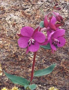 Dwarf Fireweed