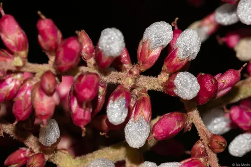 False Chaff Flower — photo by Ísis Meri Medri