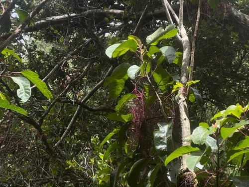 Ellipticleaf Papala