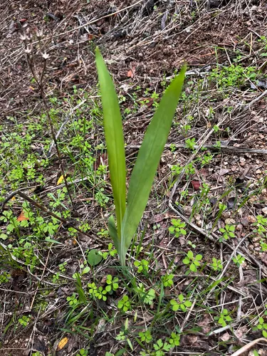 African Cornflag