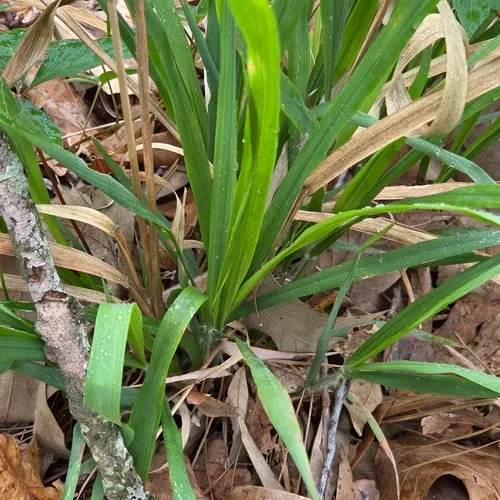 Longleaf Woodoats