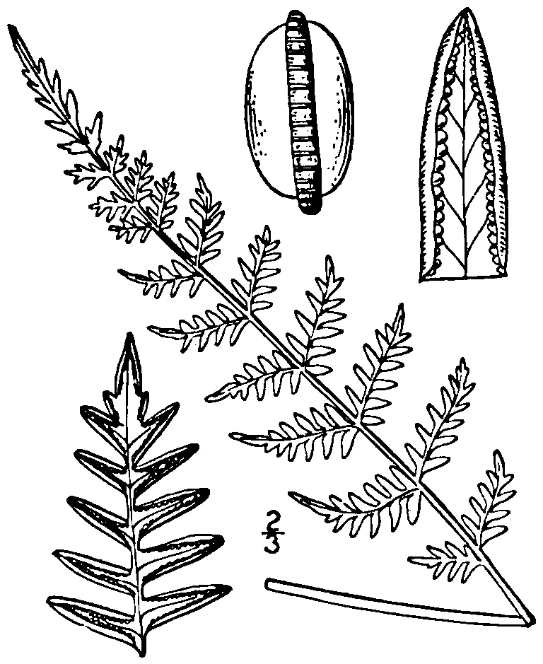 Alabama Lipfern