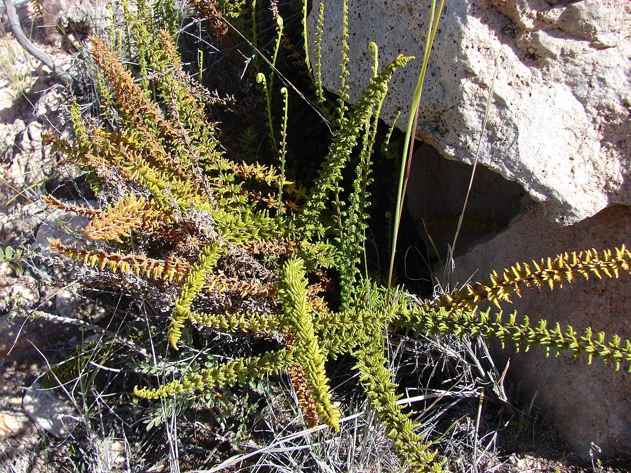 Golden Lipfern — photo by Patricio Novoa Quezada from Valparaíso, Chile