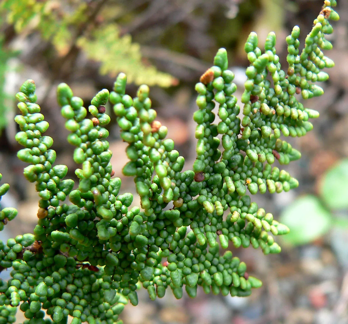 Cleveland's Lipfern
