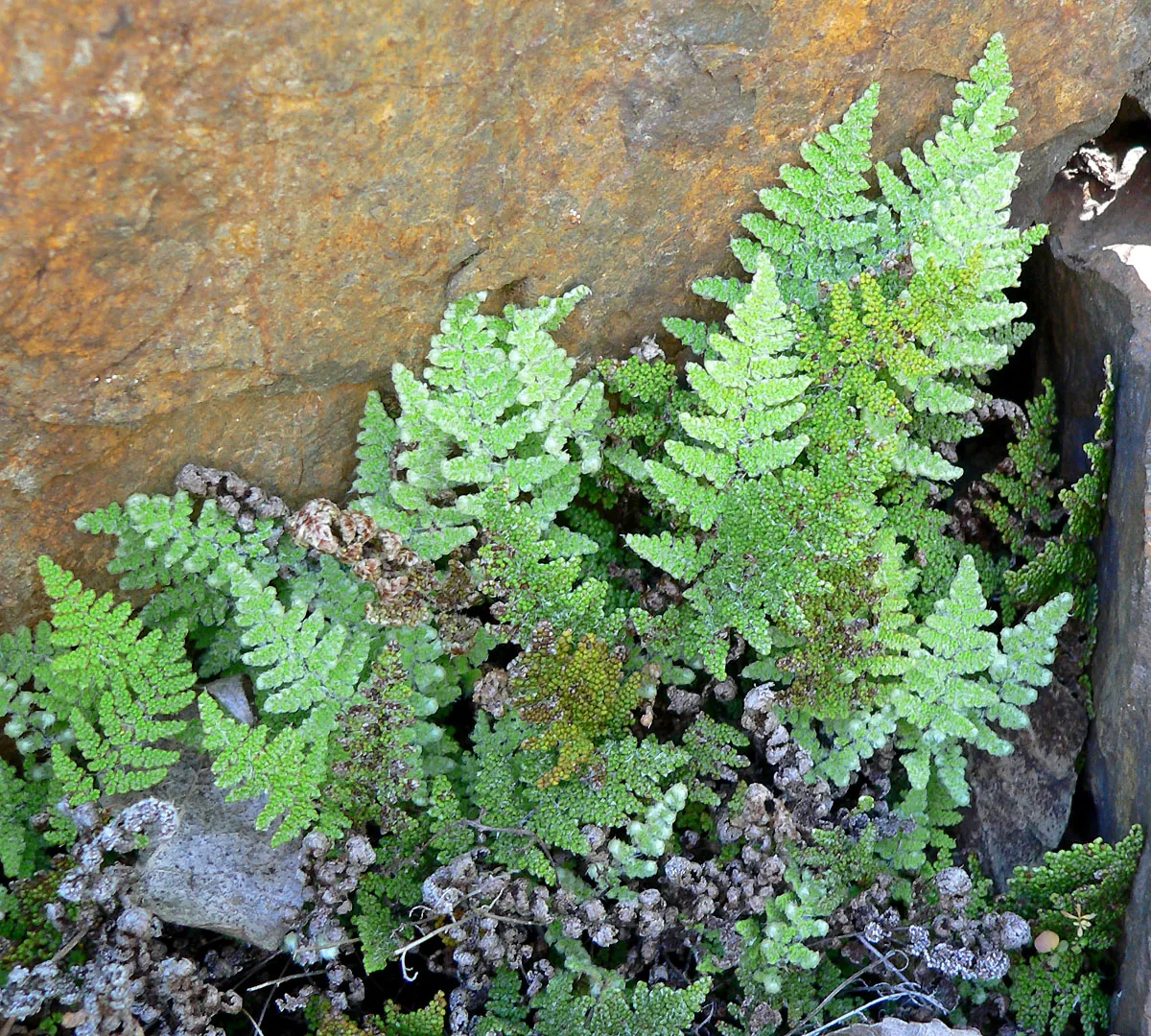 Coville's Lipfern