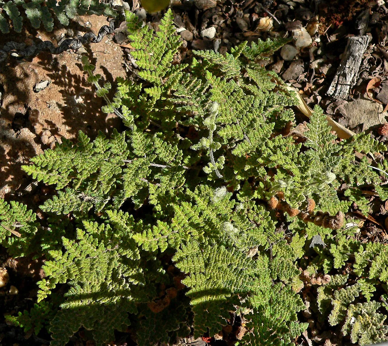 Slender Lipfern — photo by Stan Shebs