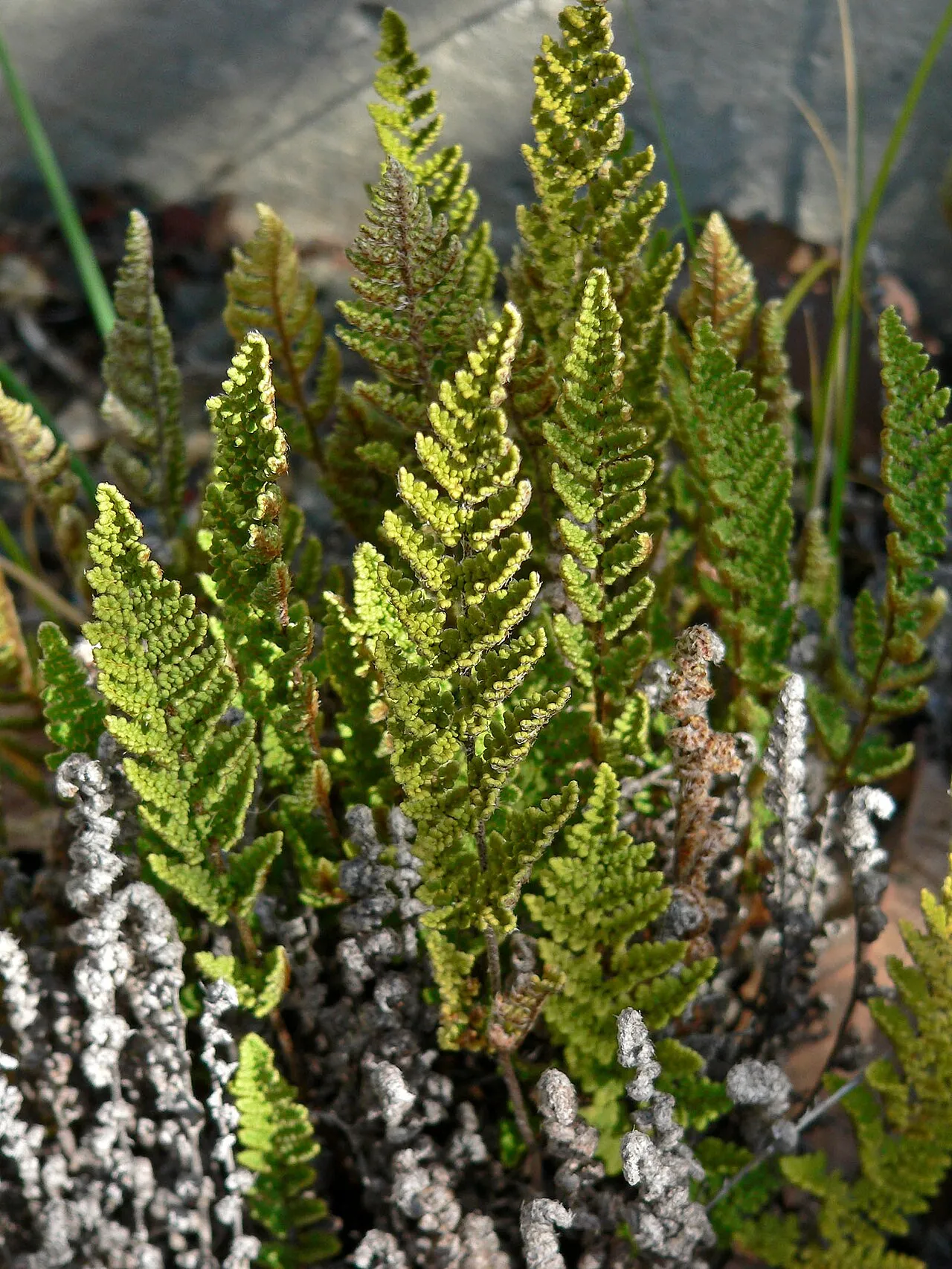Fendler's Lipfern — photo by Stan Shebs