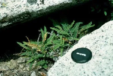 Lace Lipfern — photo by Unknown author Unknown author