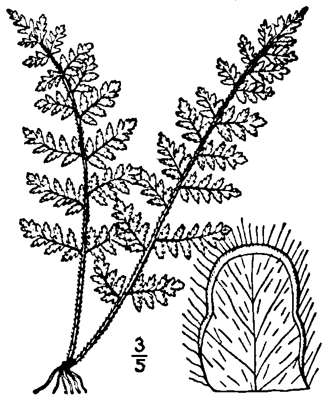 Hairy Lipfern — photo by Nathaniel Lord Britton & Addison Brown