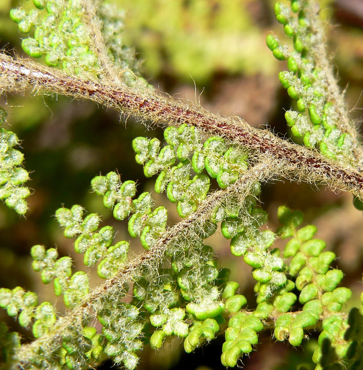 Nitbearing Lipfern — photo by Stan Shebs