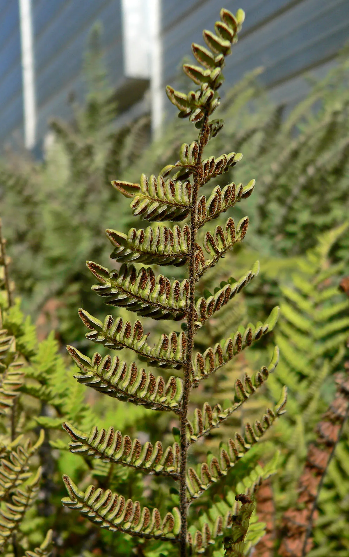Royal Lipfern — photo by Stan Shebs