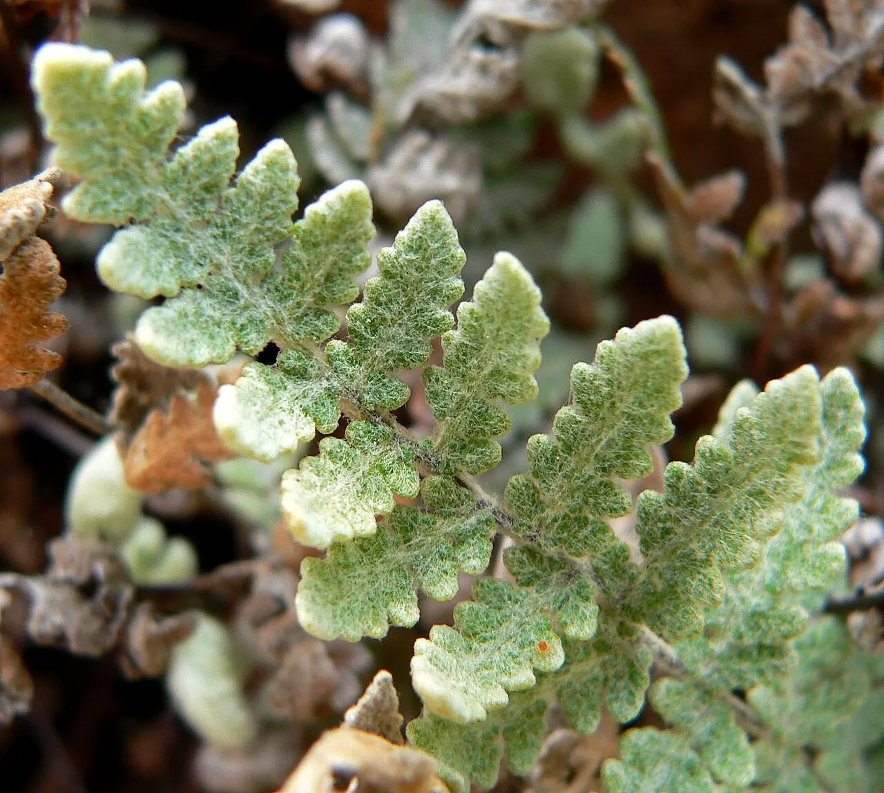 Parry's Lipfern — photo by Wikimedia Commons