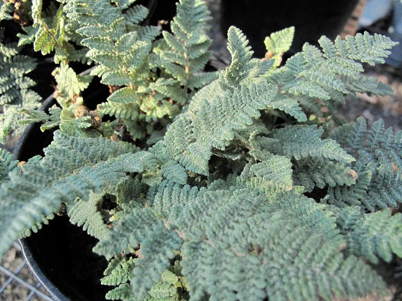 Woolly Lipfern — photo by Megan Hansen