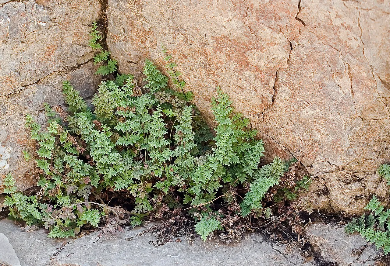 Viscid Lipfern — photo by John Game