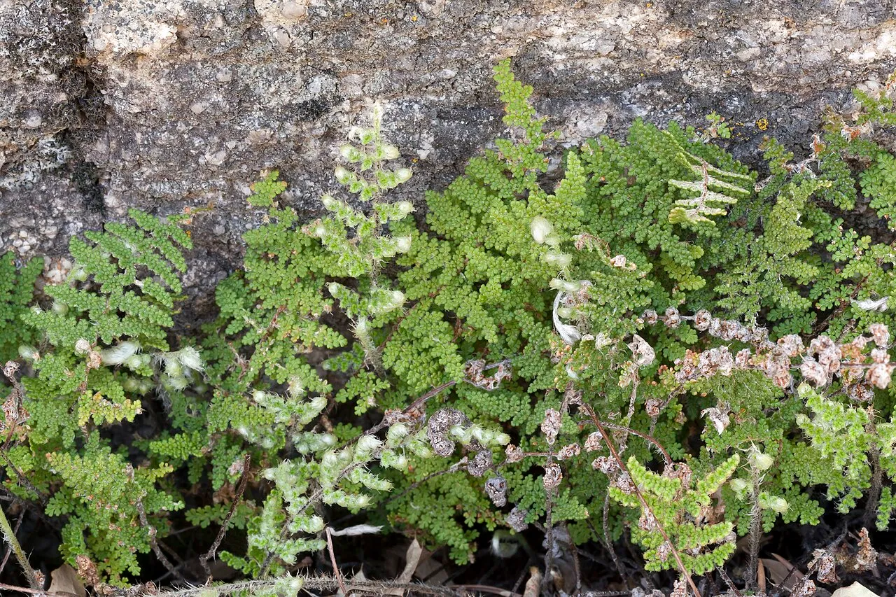 Beaded Lipfern