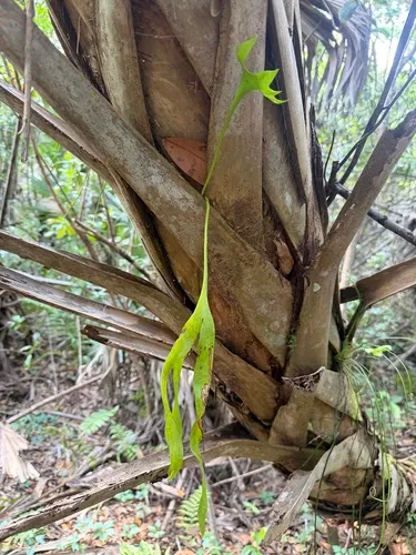 Hand Fern — photo by J. Richard Abbott