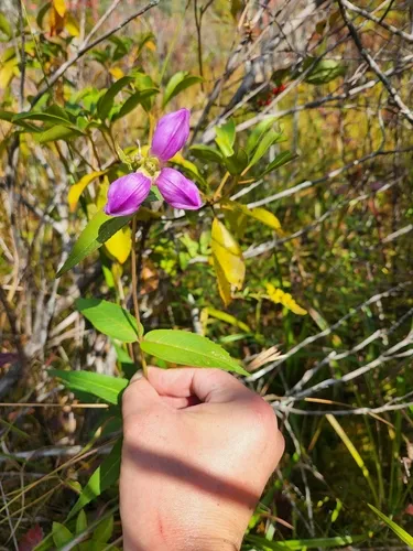 Cuthbert's Turtlehead