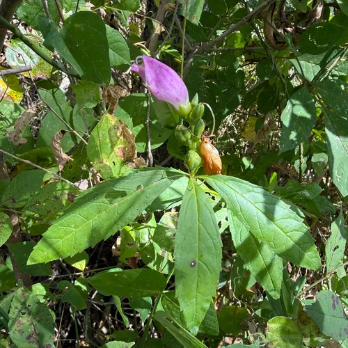 Red Turtlehead