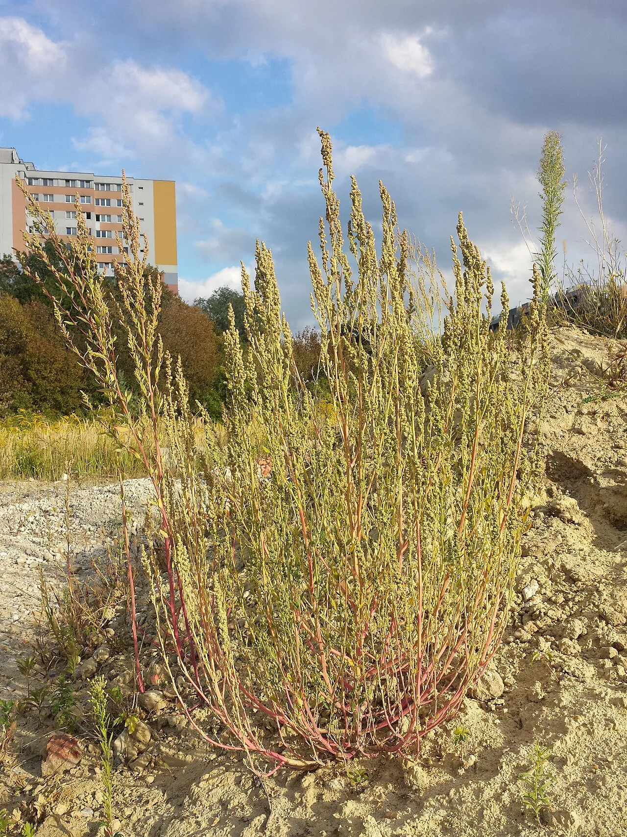 Lambsquarters (var. album) — photo by Stefan.lefnaer