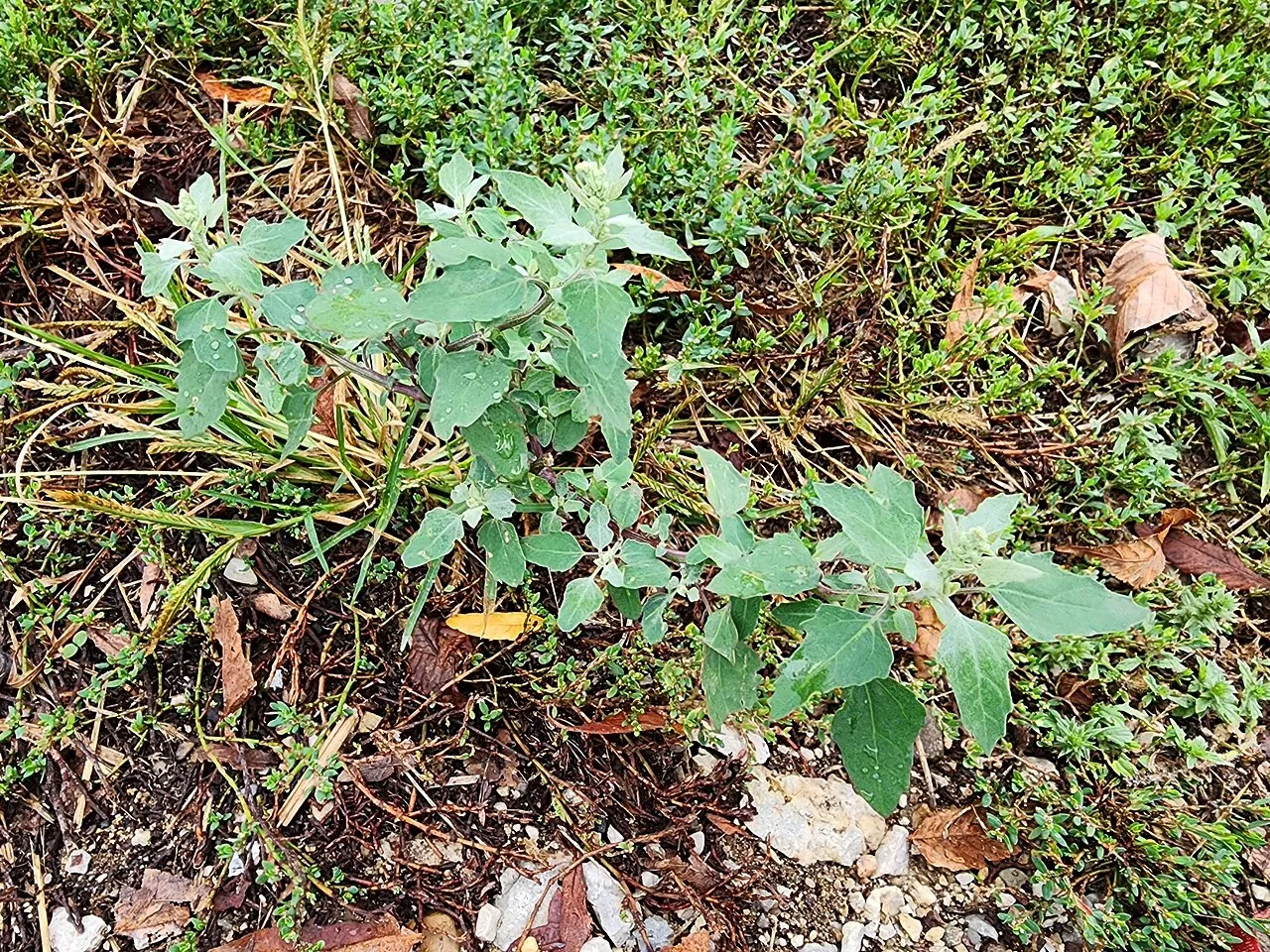 Missouri Lambsquarters (var. missouriense) — photo by (c) Kaden Slone, some rights reserved (CC BY)