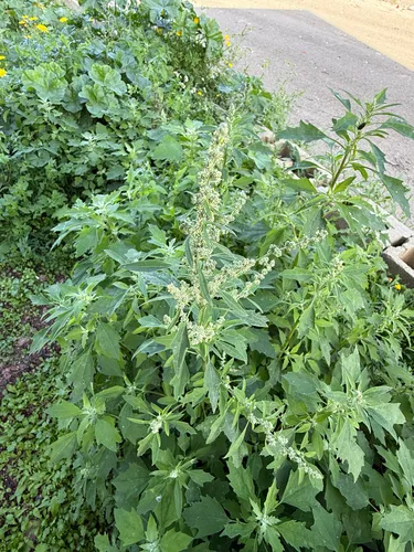 Lambsquarters