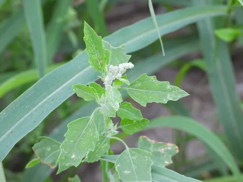 Pitseed Goosefoot