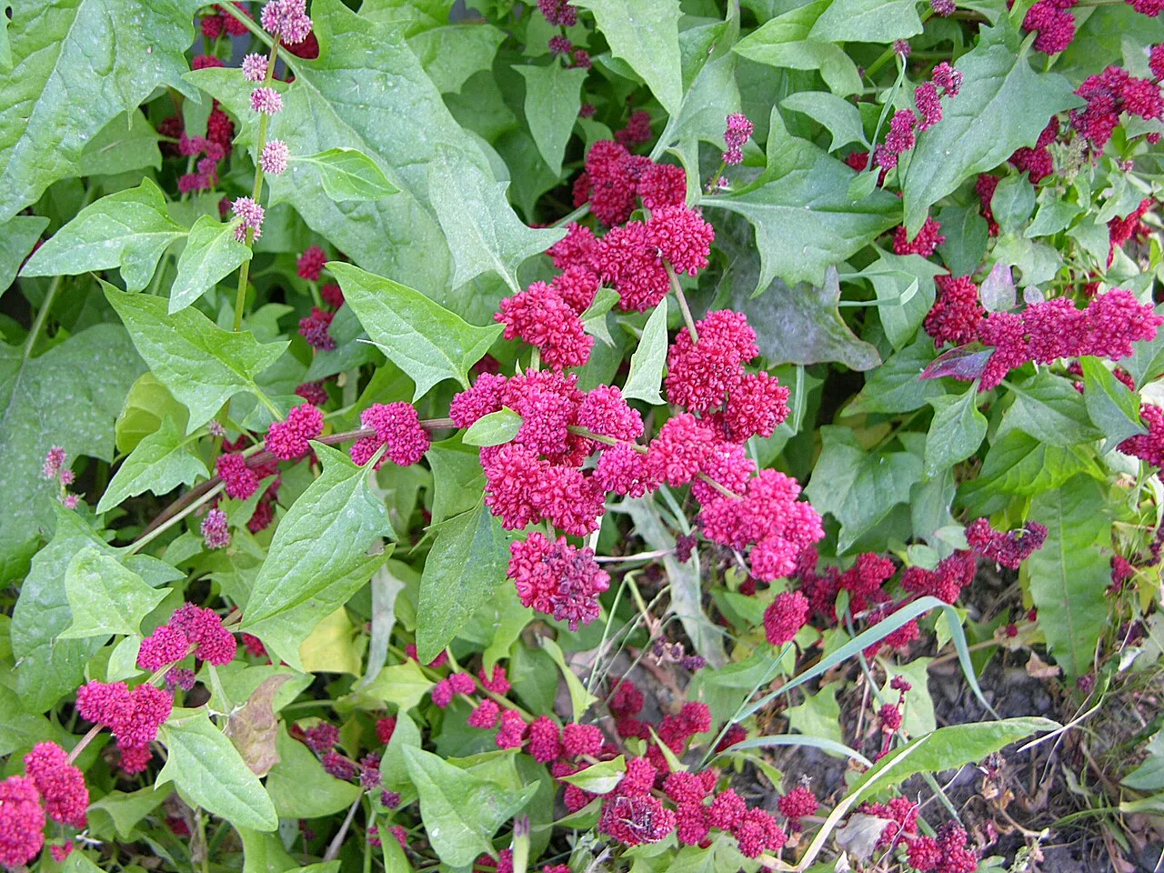 Blite Goosefoot