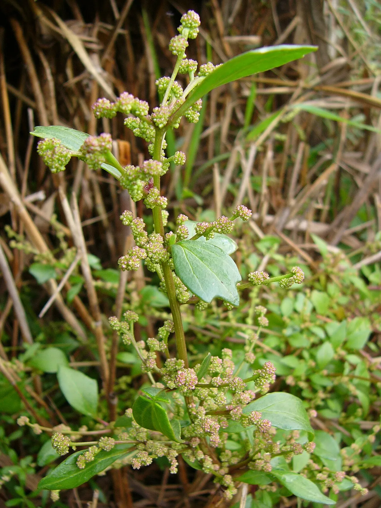 Low Goosefoot — photo by SuperEditor