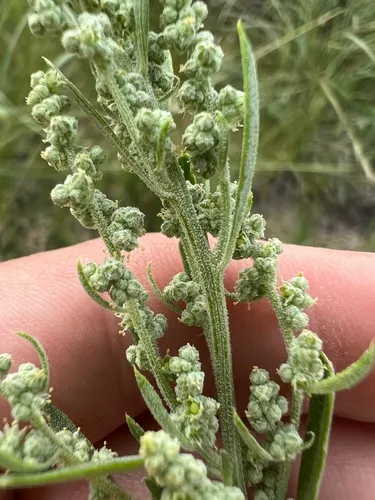 Aridland Goosefoot