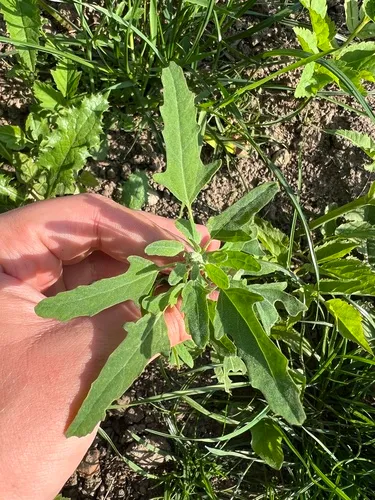 Figleaf Goosefoot — photo by Jackson Bird