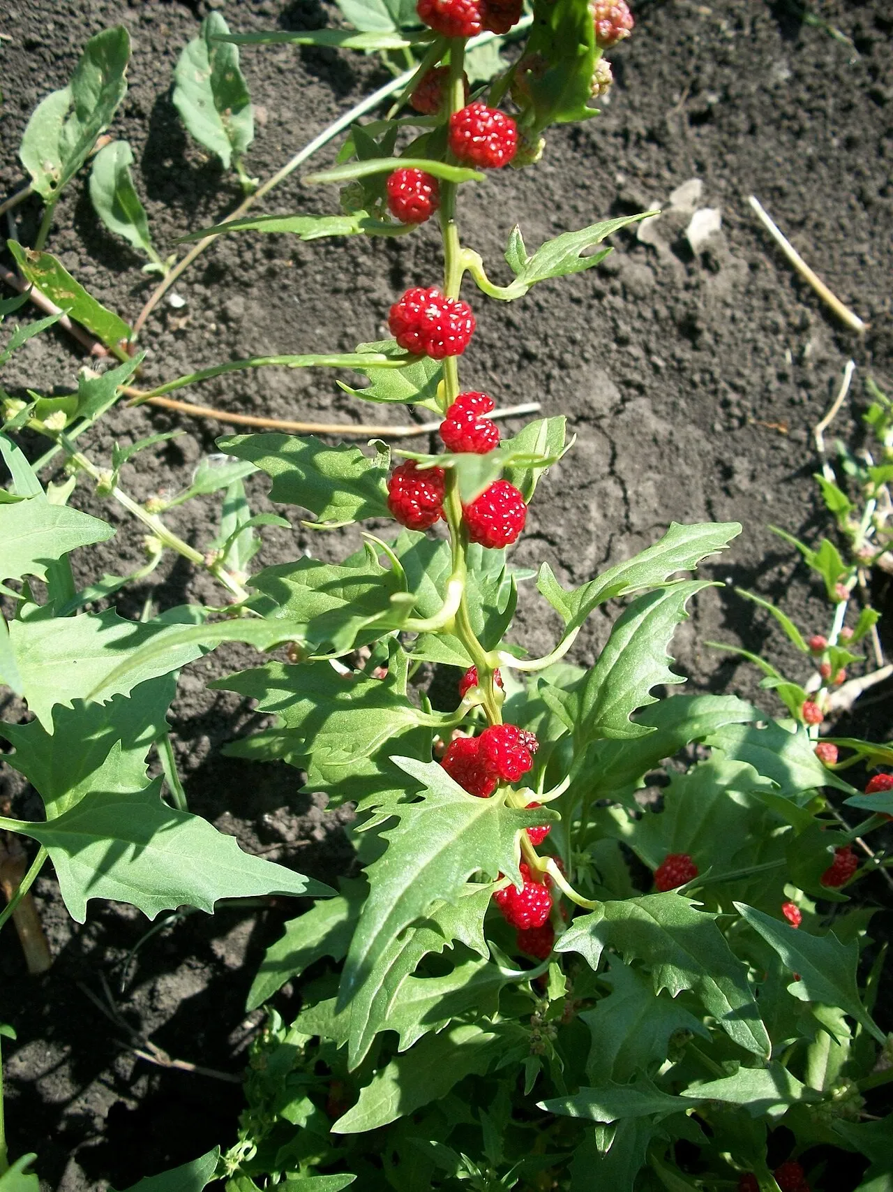 Leafy Goosefoot — photo by WildBoar