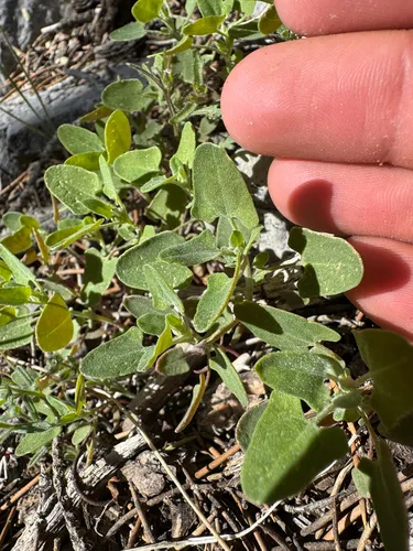 Fremont's Goosefoot — photo by Matt Reala