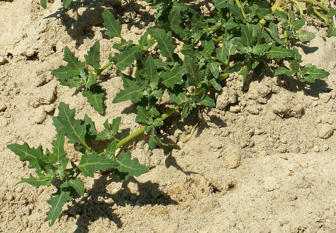Oakleaf Goosefoot