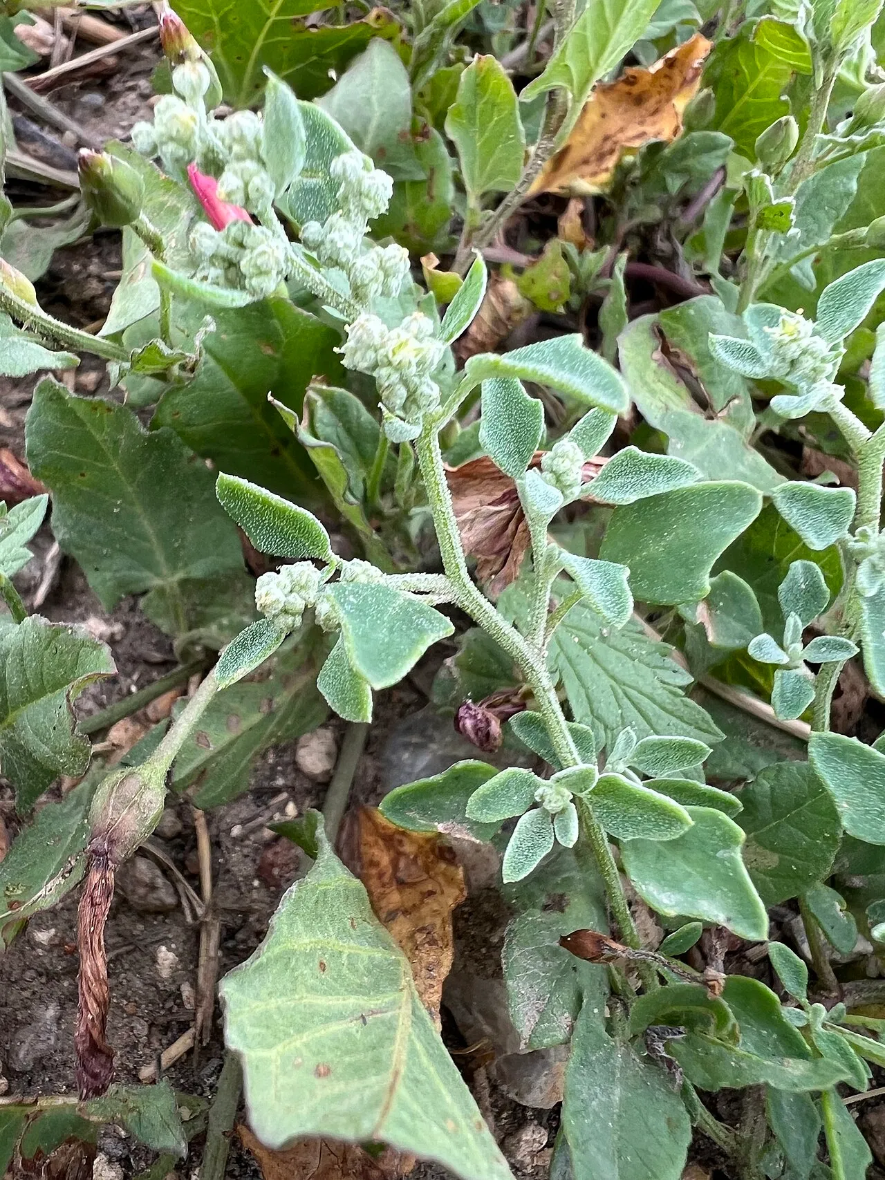 Hians Goosefoot — photo by Jared Shorma https://www.inaturalist.org/people/blazeclaw