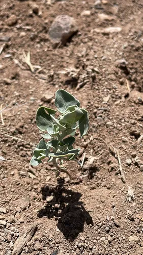 Mealy Goosefoot — photo by skippy26