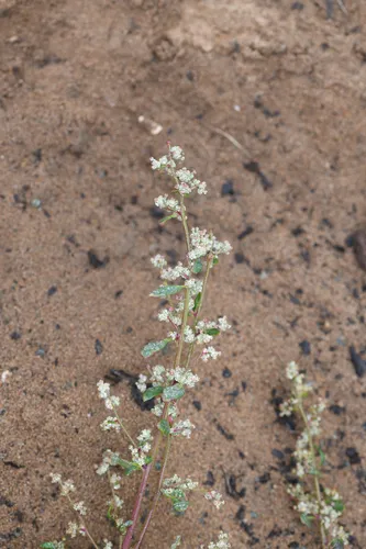 Coastal Goosefoot