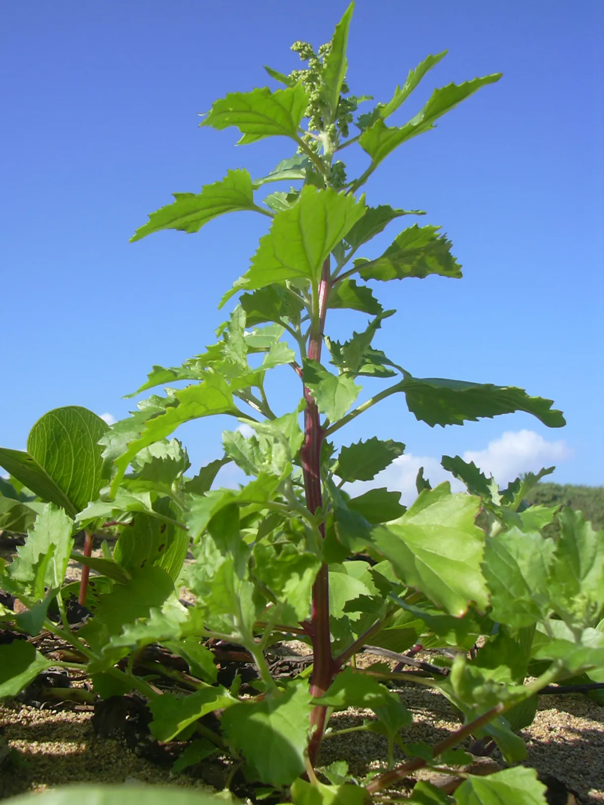 Nettleleaf Goosefoot — photo by Forest & Kim Starr